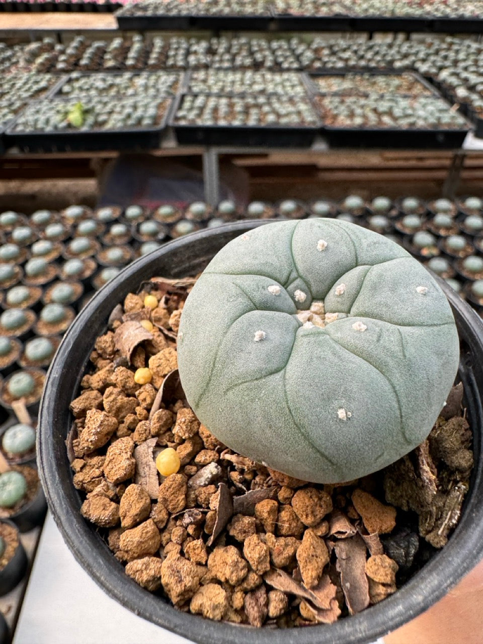 Lophophora williamsii – Peyote Cactus (6–7 cm, Own Root)