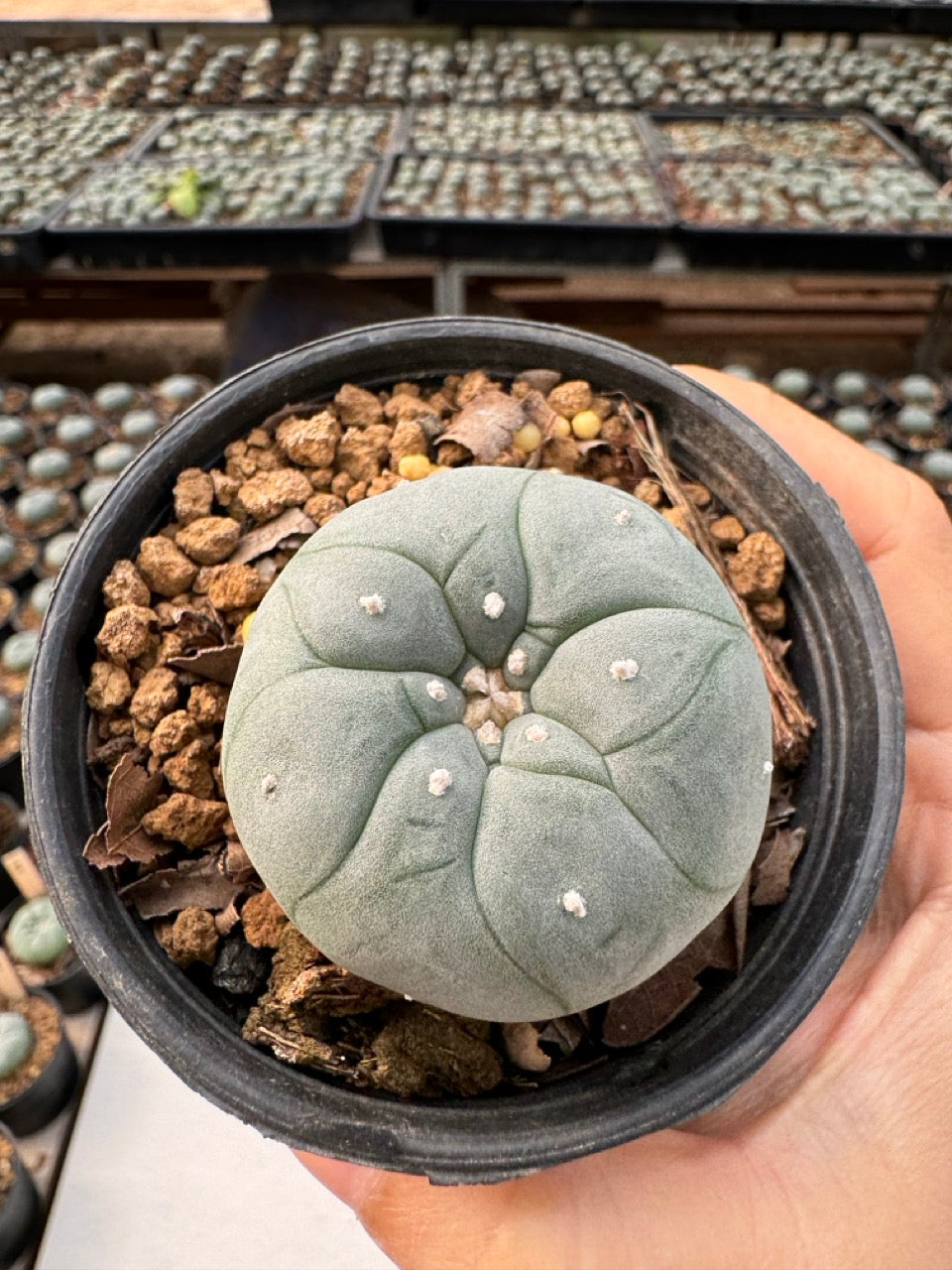 Lophophora williamsii – Peyote Cactus (6–7 cm, Own Root)