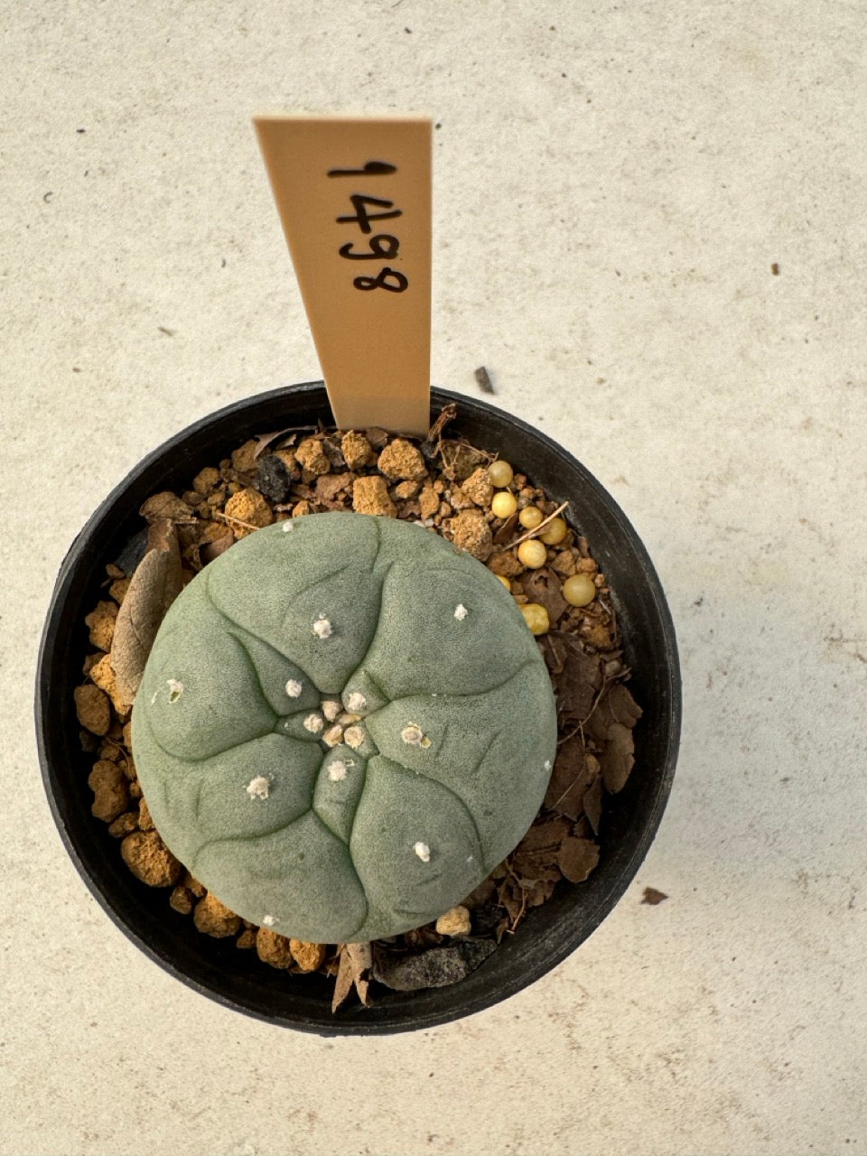 Lophophora williamsii – Peyote Cactus (6–7 cm, Own Root)