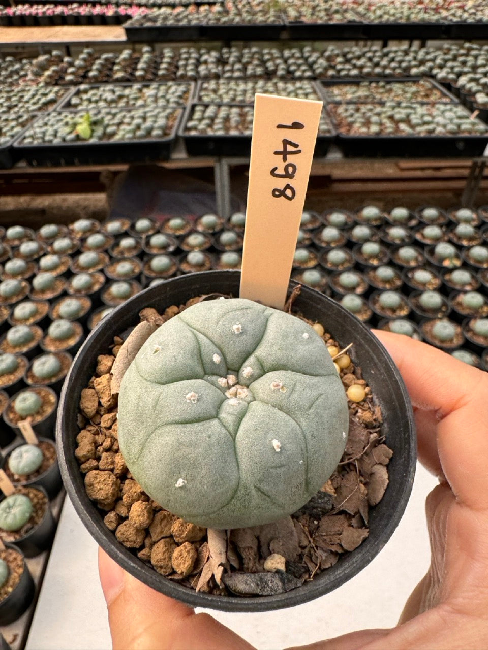 Lophophora williamsii – Peyote Cactus (6–7 cm, Own Root)