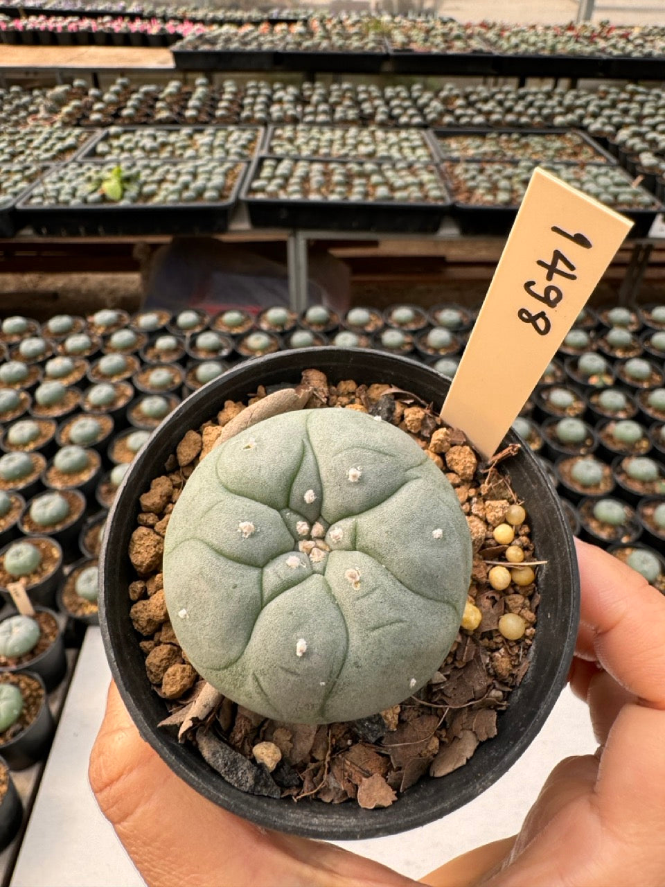 Lophophora williamsii – Peyote Cactus (6–7 cm, Own Root)