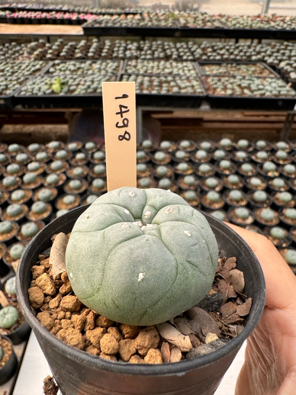 Lophophora williamsii – Peyote Cactus (6–7 cm, Own Root)