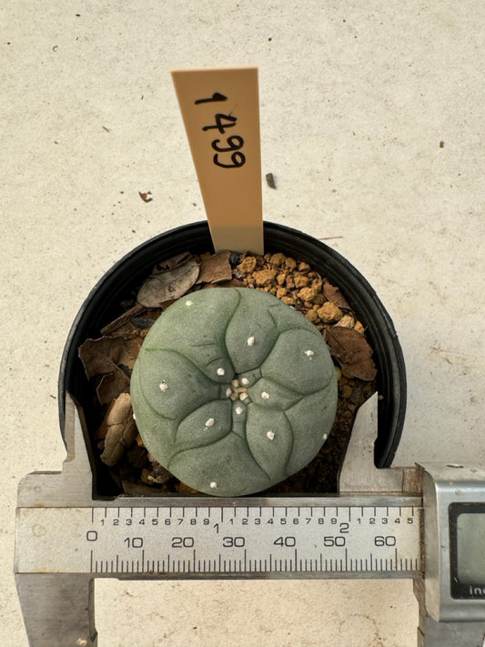 Lophophora williamsii – Peyote Cactus (6–7 cm, Own Root)