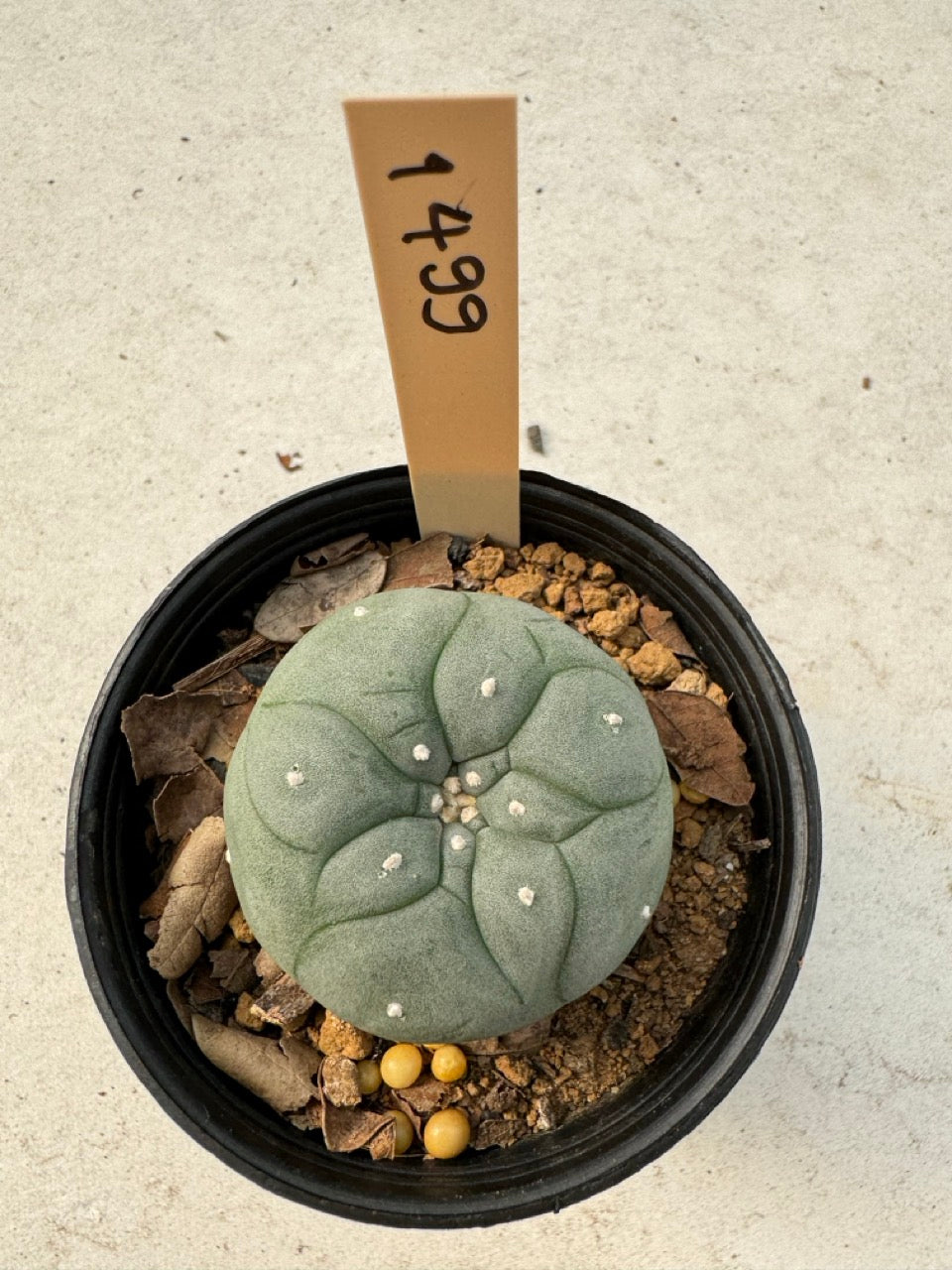 Lophophora williamsii – Peyote Cactus (6–7 cm, Own Root)
