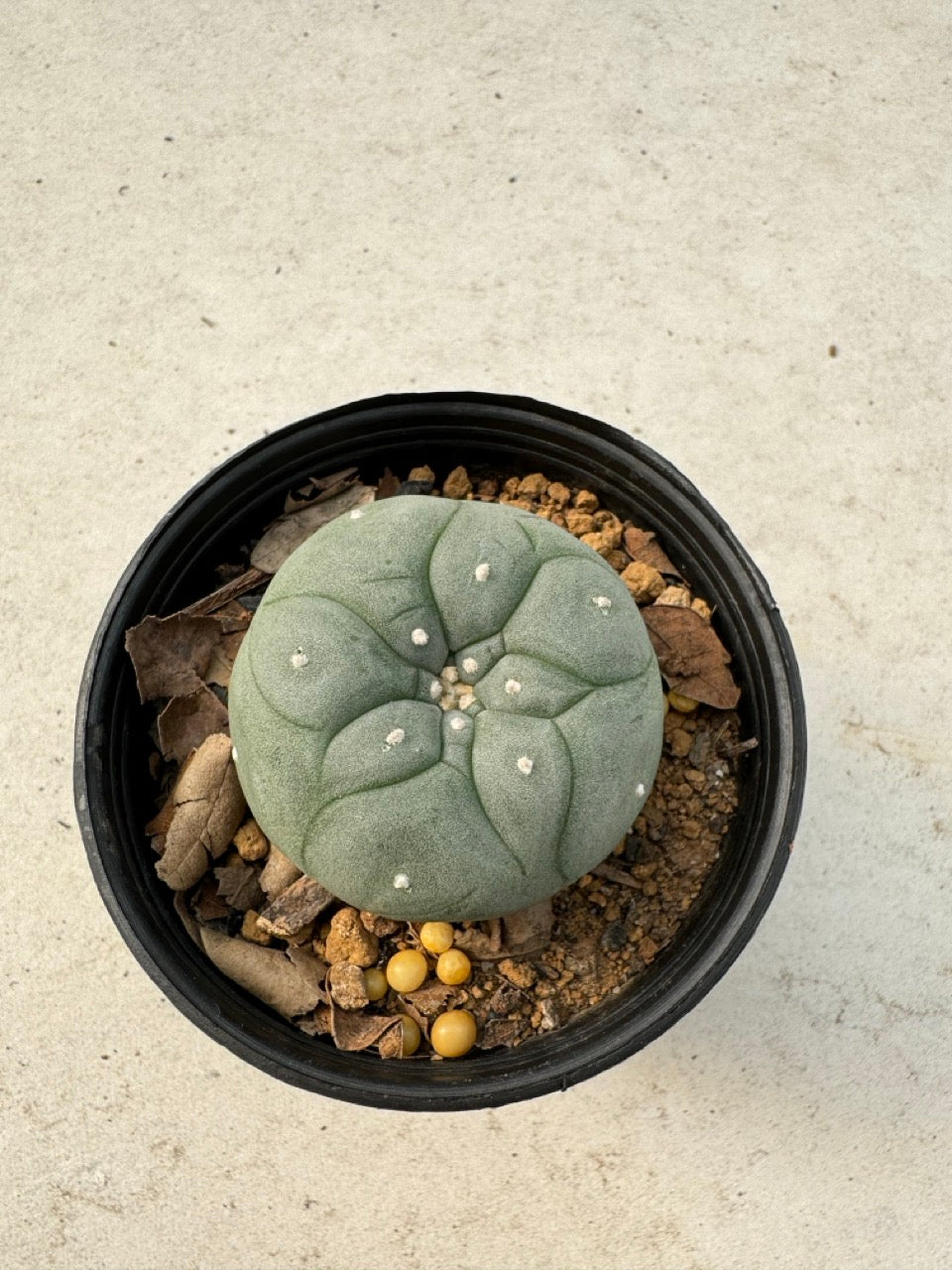 Lophophora williamsii – Peyote Cactus (6–7 cm, Own Root)
