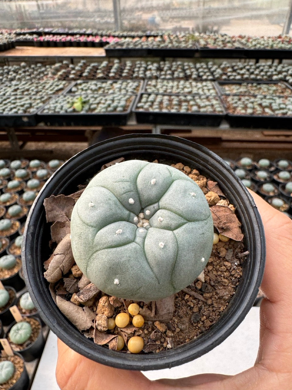 Lophophora williamsii – Peyote Cactus (6–7 cm, Own Root)