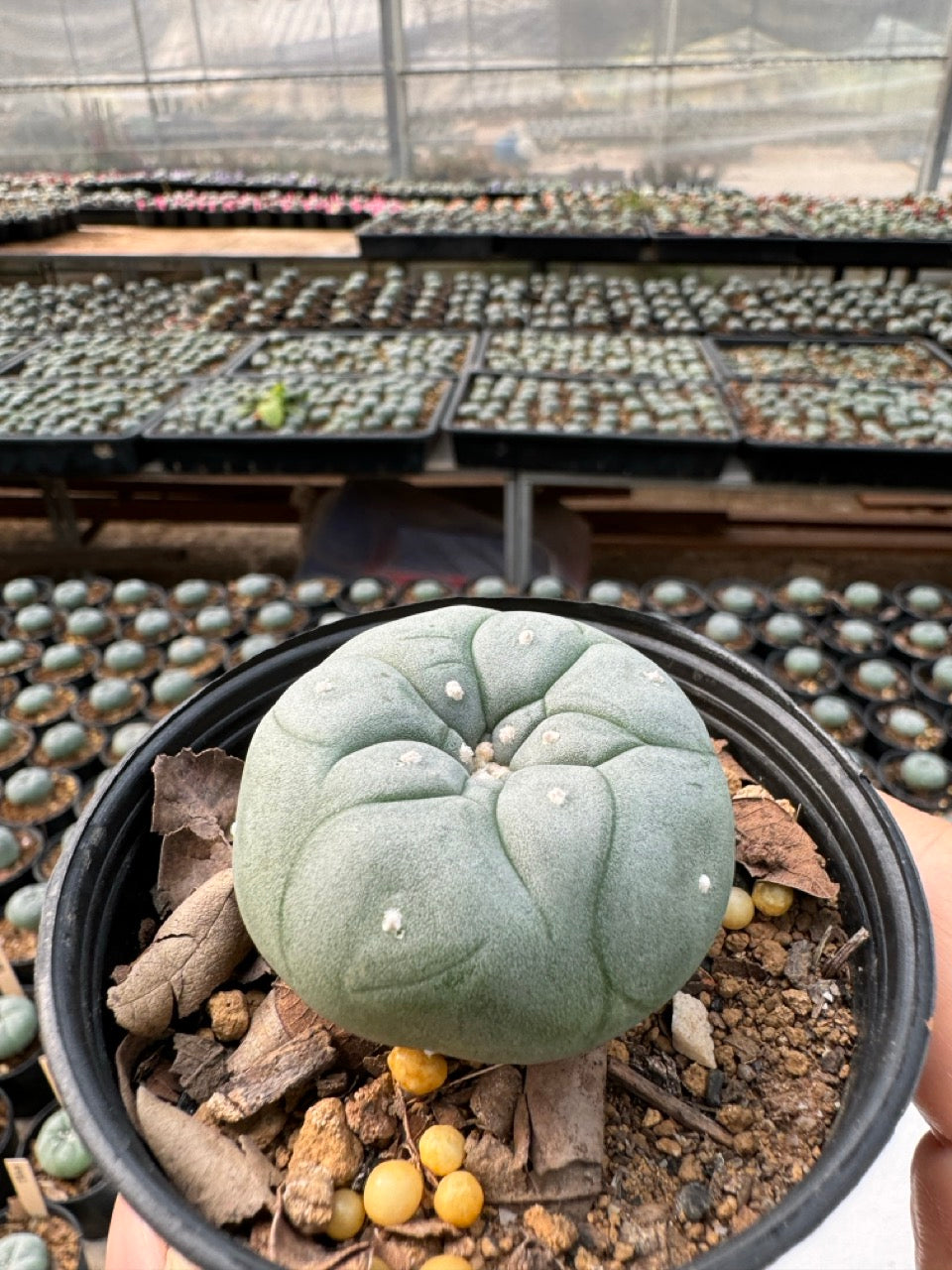 Lophophora williamsii – Peyote Cactus (6–7 cm, Own Root)