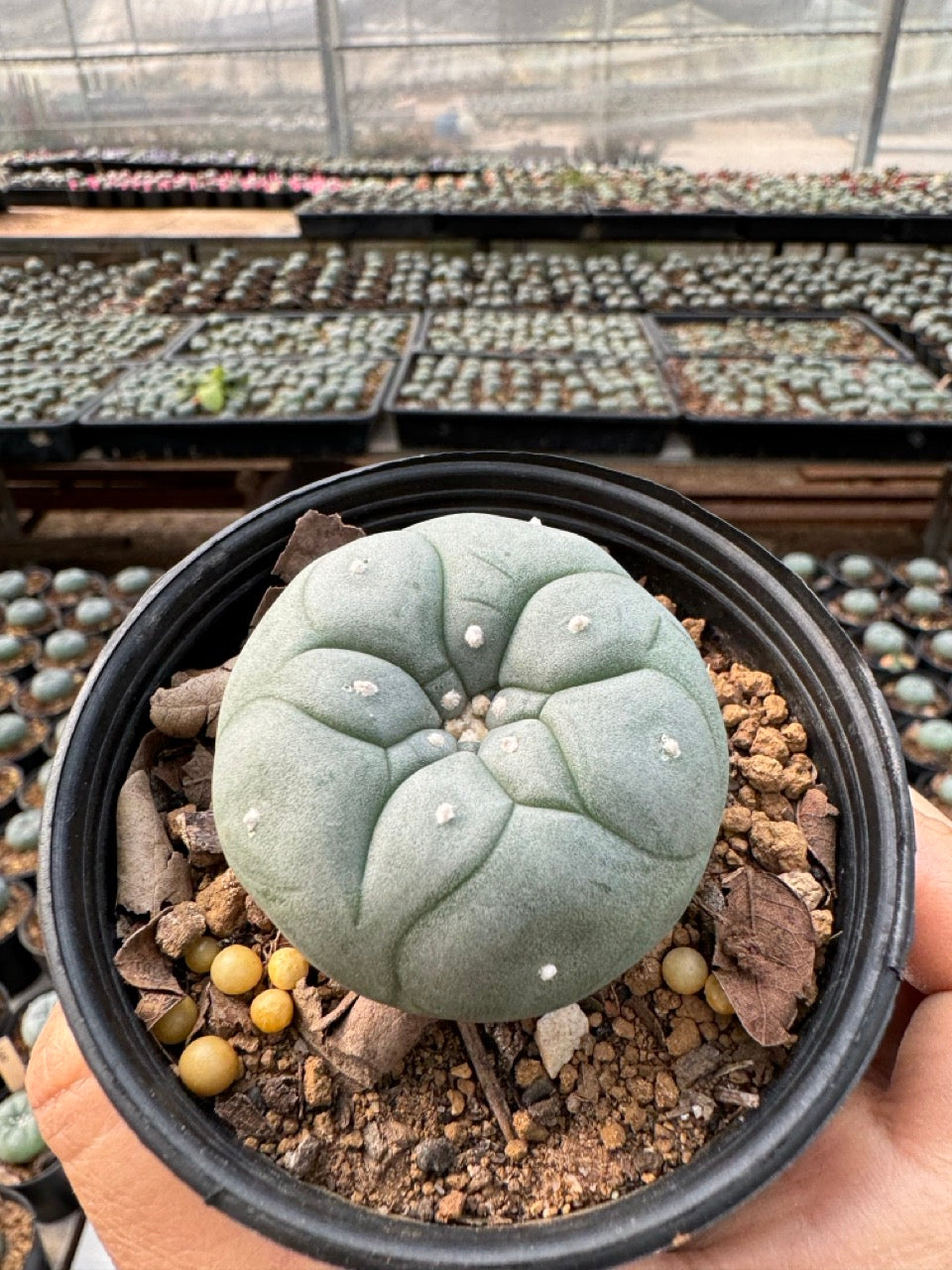 Lophophora williamsii – Peyote Cactus (6–7 cm, Own Root)