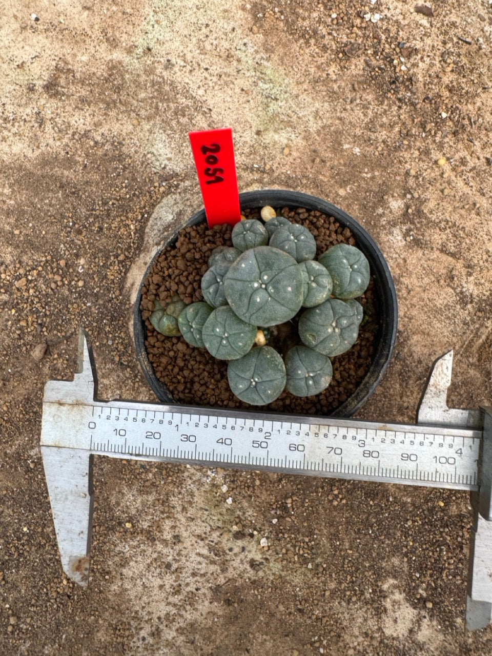Lophophora williamsii – Peyote Cactus (4-6 cm, Own Root)