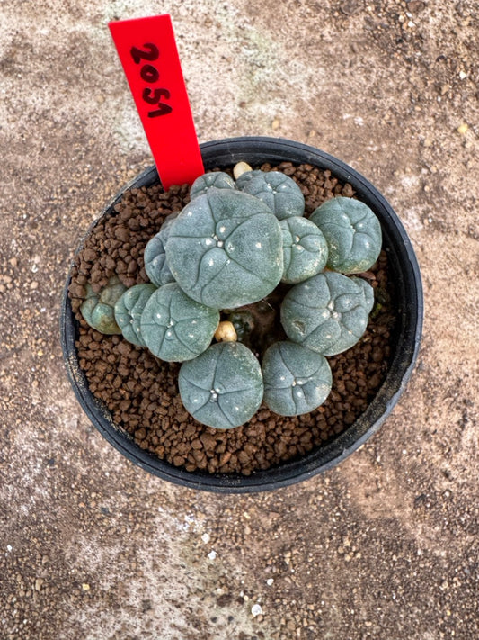 Lophophora williamsii – Peyote Cactus (4-6 cm, Own Root)