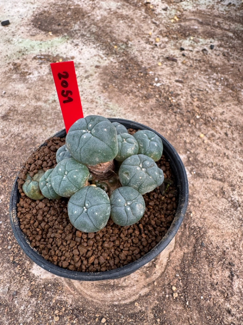 Lophophora williamsii – Peyote Cactus (4-6 cm, Own Root)