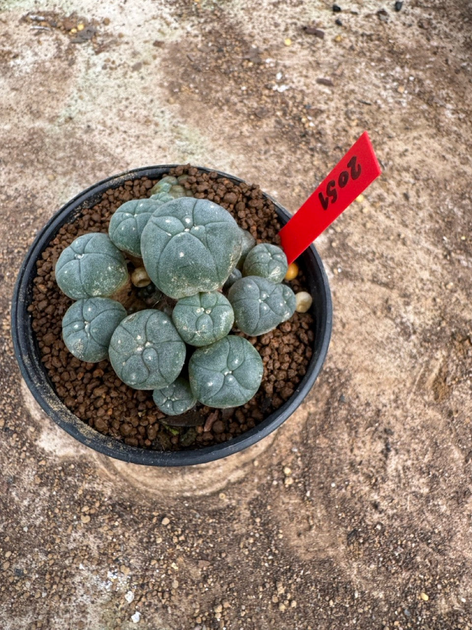 Lophophora williamsii – Peyote Cactus (4-6 cm, Own Root)