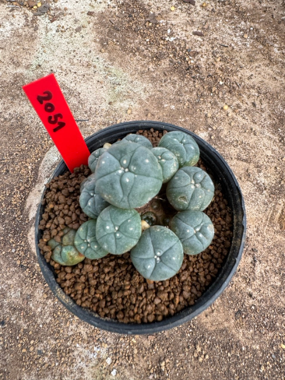 Lophophora williamsii – Peyote Cactus (4-6 cm, Own Root)