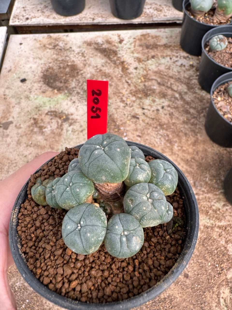 Lophophora williamsii – Peyote Cactus (4-6 cm, Own Root)