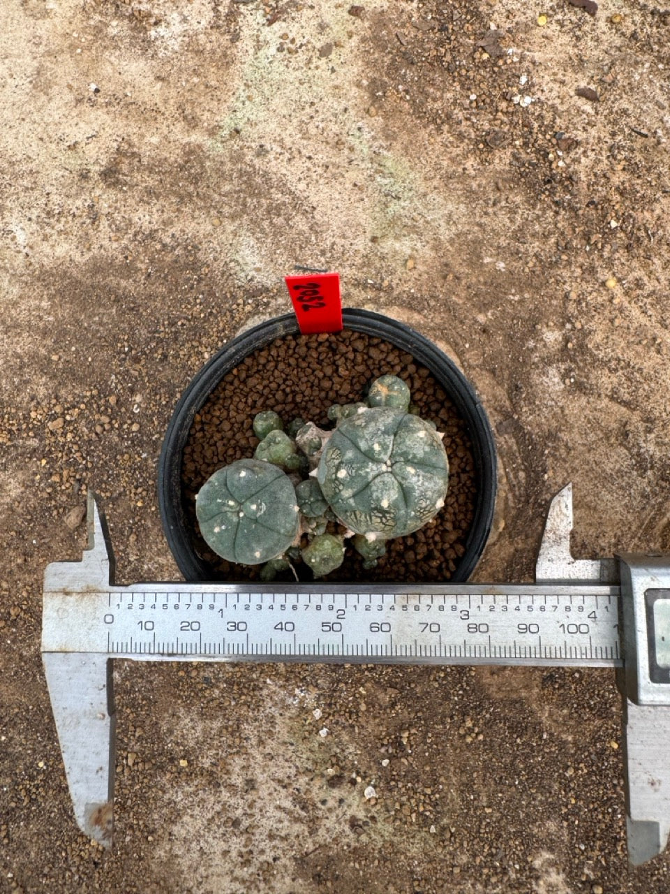 Lophophora williamsii – Peyote Cactus (4-6 cm, Own Root)