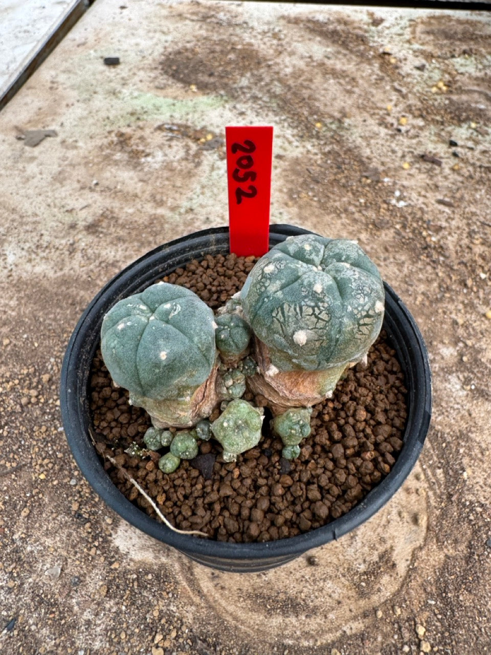 Lophophora williamsii – Peyote Cactus (4-6 cm, Own Root)