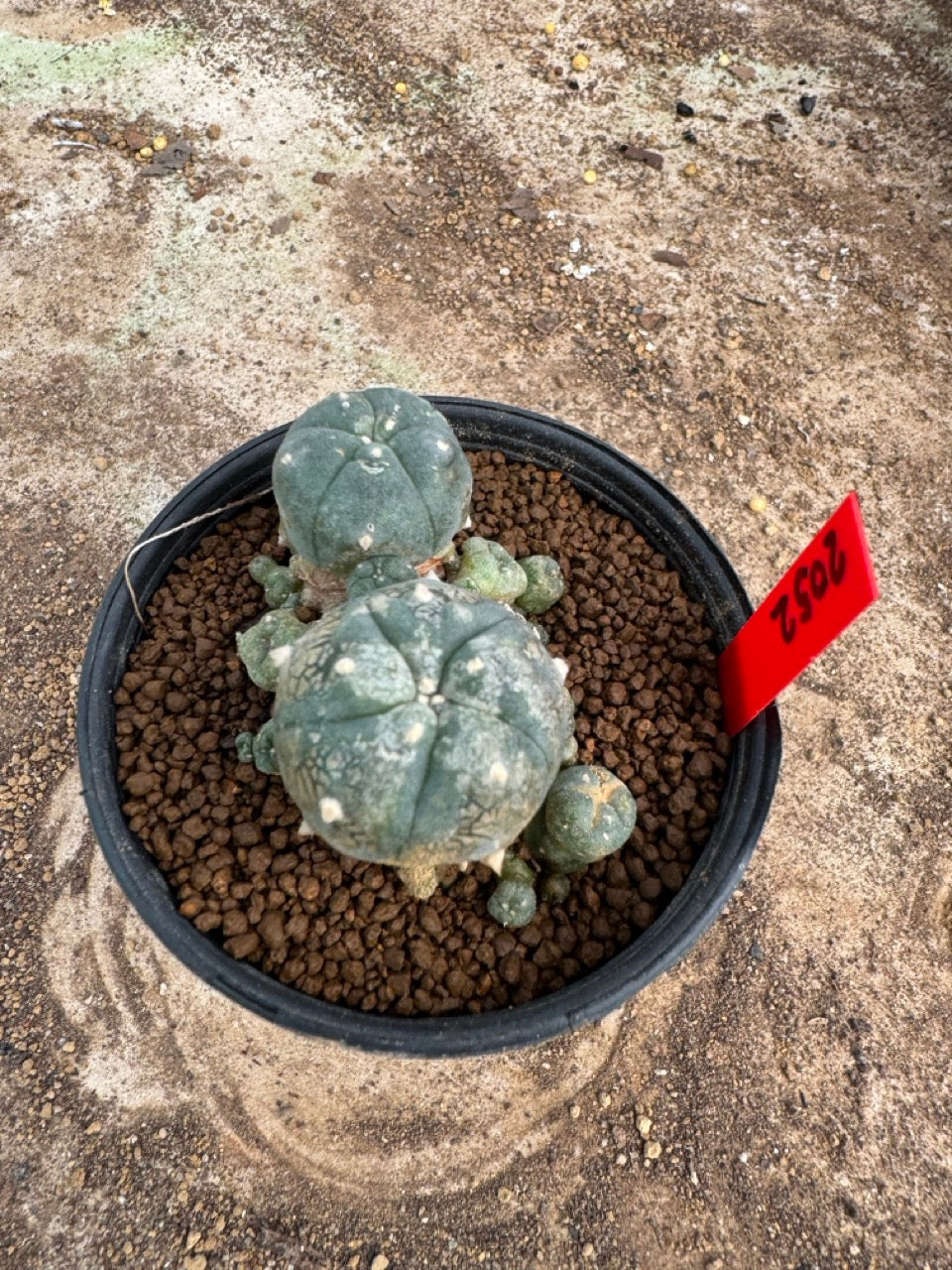 Lophophora williamsii – Peyote Cactus (4-6 cm, Own Root)