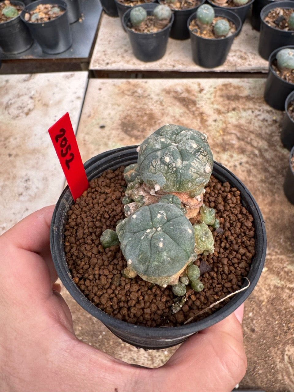 Lophophora williamsii – Peyote Cactus (4-6 cm, Own Root)