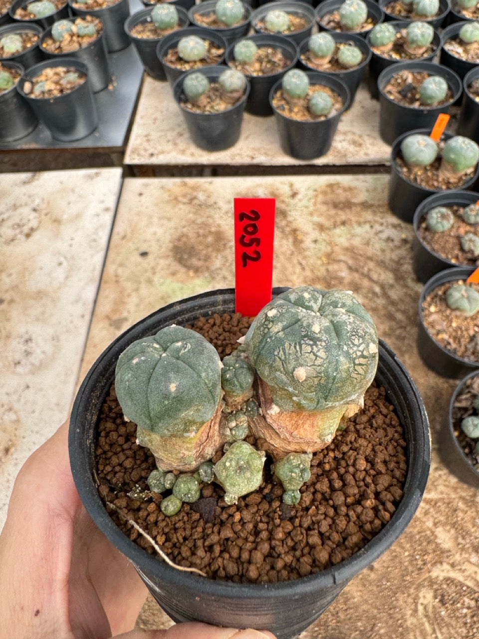 Lophophora williamsii – Peyote Cactus (4-6 cm, Own Root)