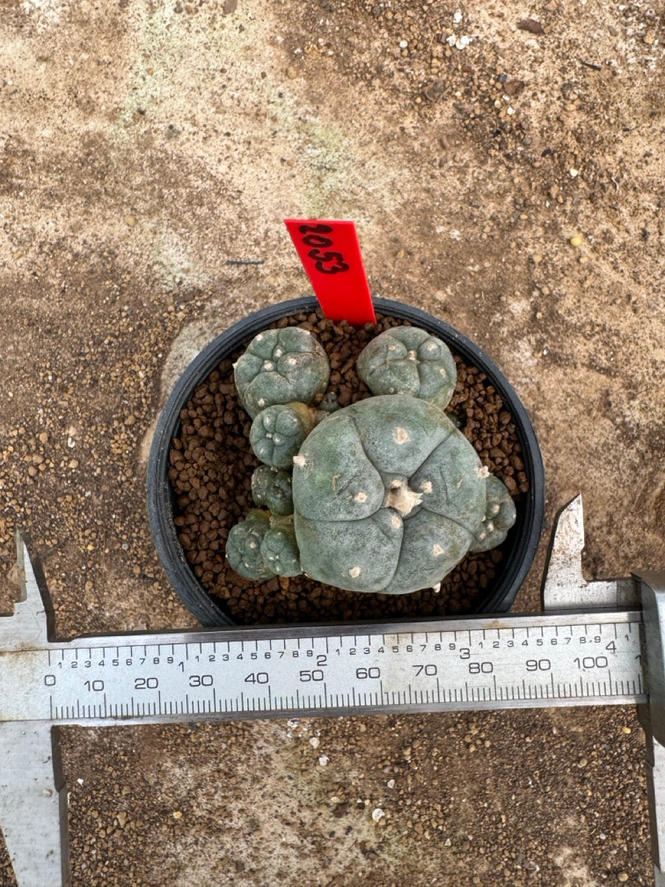 Lophophora williamsii – Peyote Cactus (3.5-5 cm, Own Root)