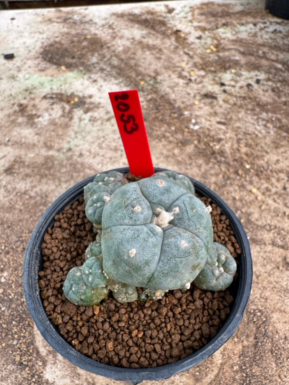 Lophophora williamsii – Peyote Cactus (3.5-5 cm, Own Root)
