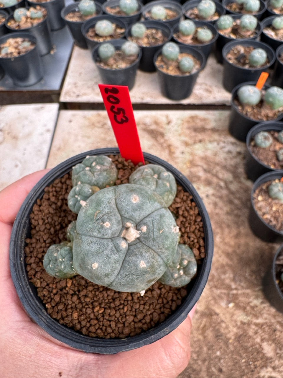 Lophophora williamsii – Peyote Cactus (3.5-5 cm, Own Root)