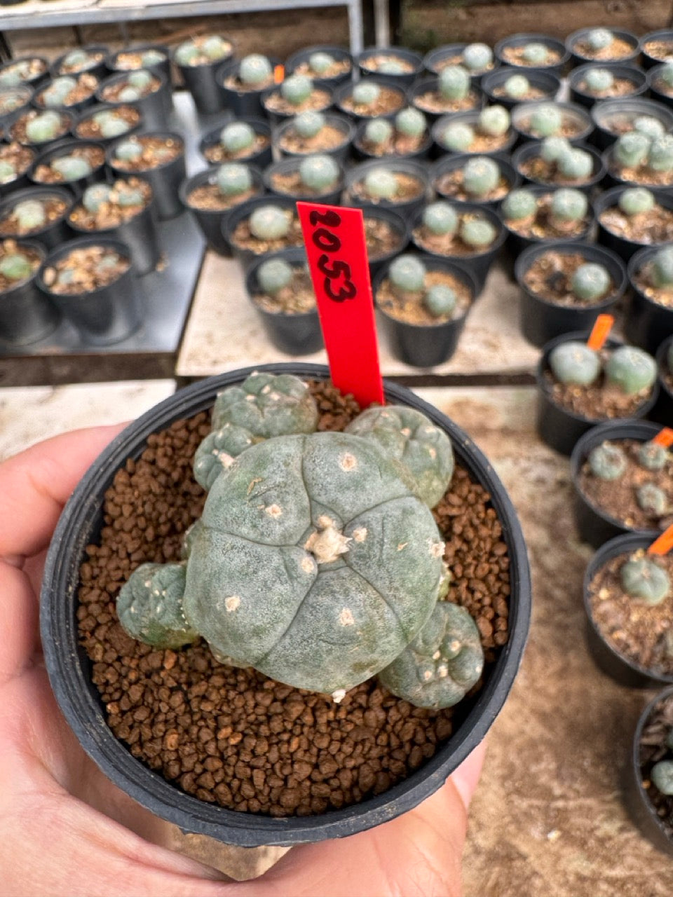 Lophophora williamsii – Peyote Cactus (3.5-5 cm, Own Root)