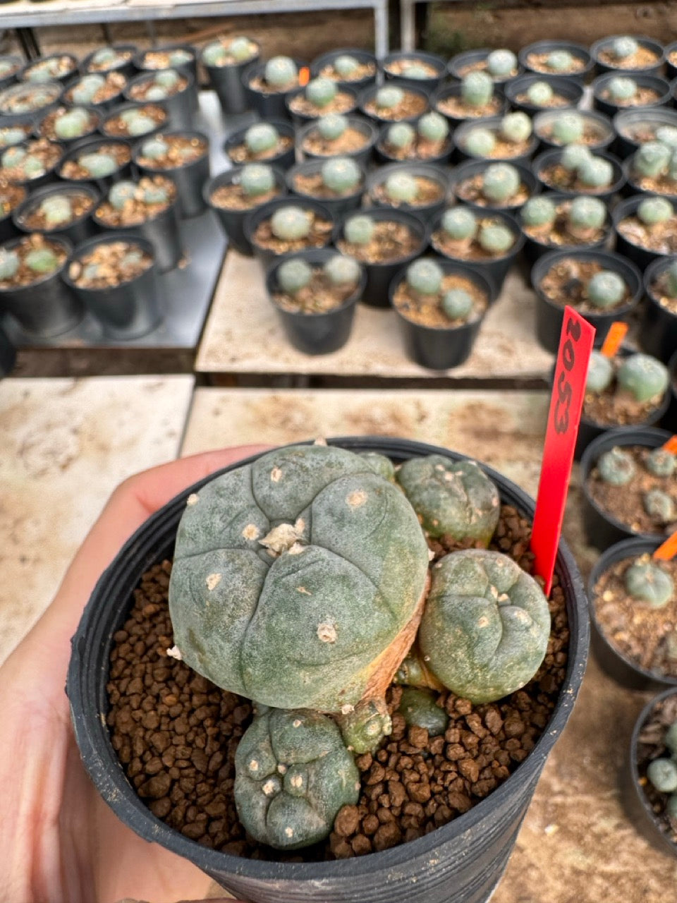 Lophophora williamsii – Peyote Cactus (3.5-5 cm, Own Root)