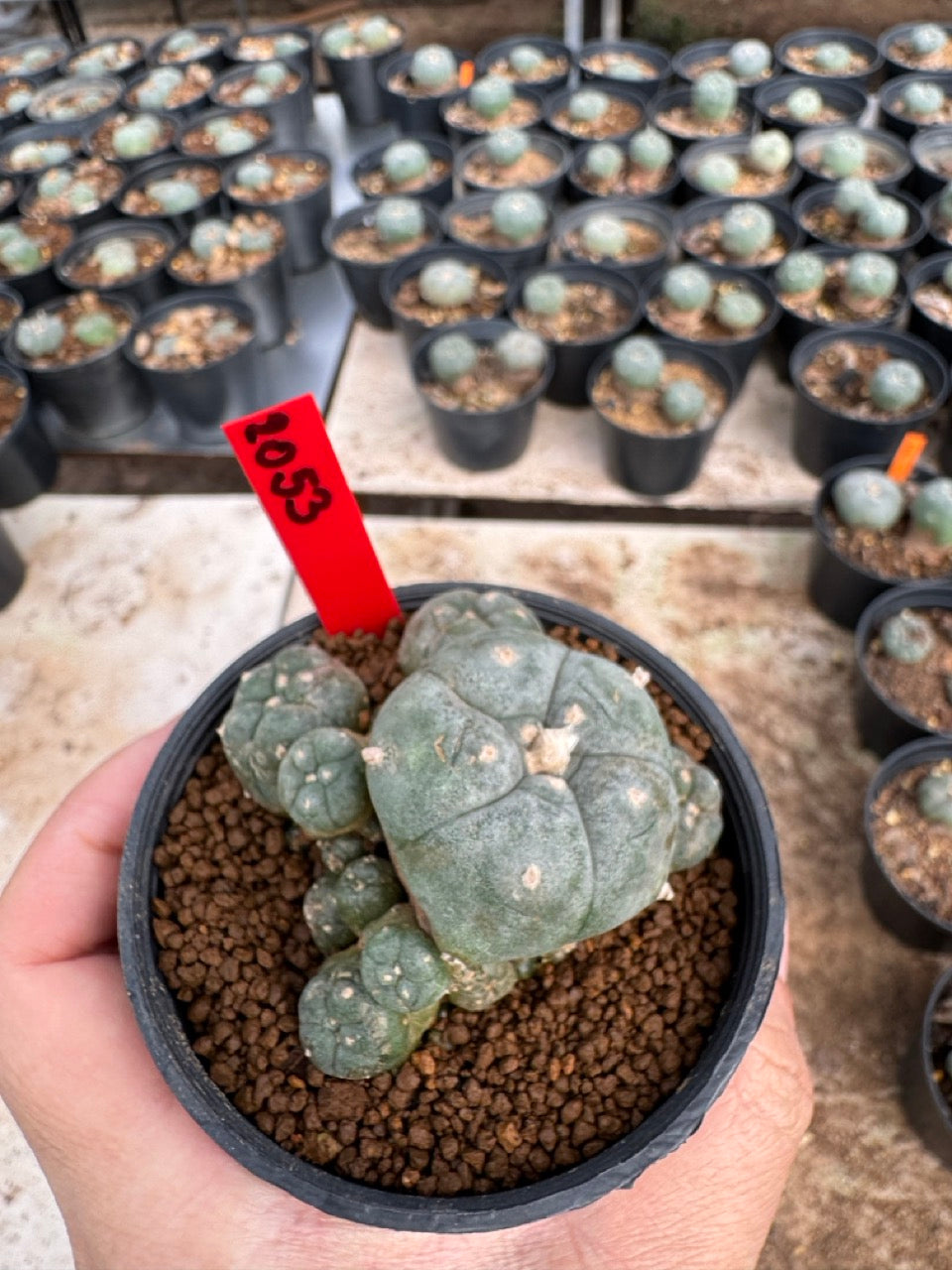 Lophophora williamsii – Peyote Cactus (3.5-5 cm, Own Root)