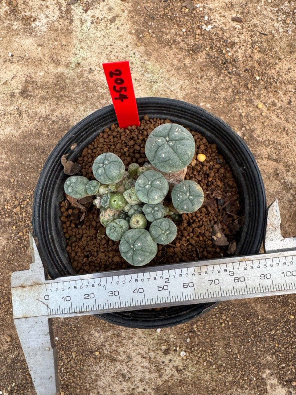 Lophophora williamsii – Peyote Cactus (4.5-6 cm, Own Root)