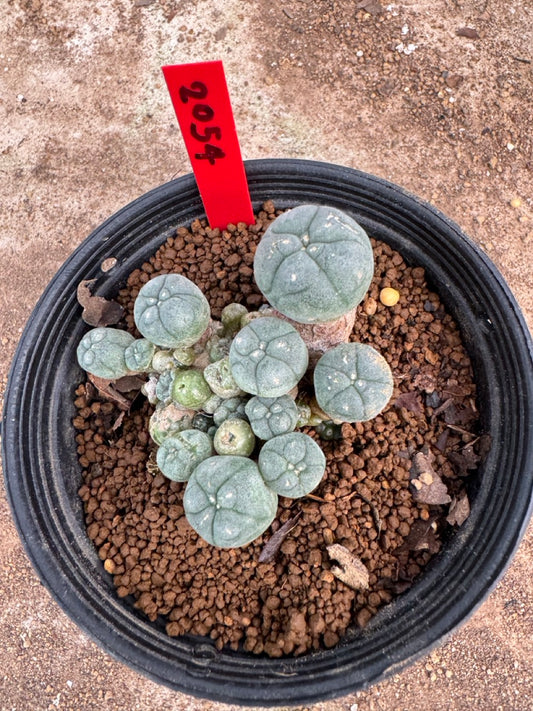 Lophophora williamsii – Peyote Cactus (4.5-6 cm, Own Root)