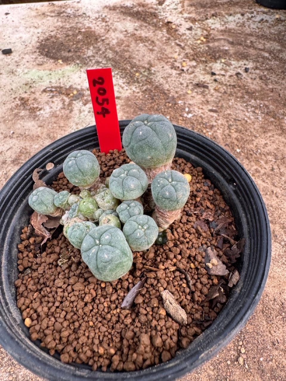 Lophophora williamsii – Peyote Cactus (4.5-6 cm, Own Root)
