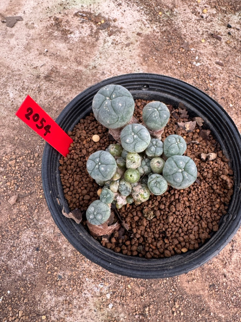 Lophophora williamsii – Peyote Cactus (4.5-6 cm, Own Root)