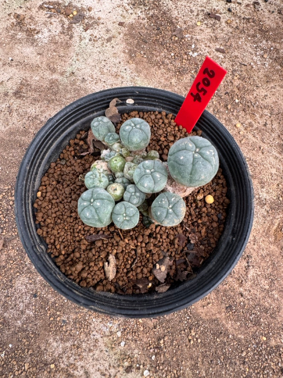 Lophophora williamsii – Peyote Cactus (4.5-6 cm, Own Root)
