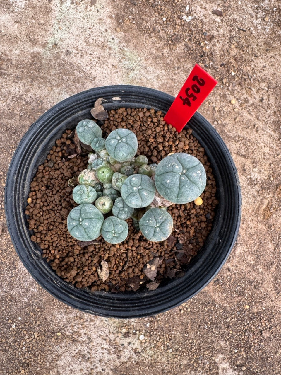 Lophophora williamsii – Peyote Cactus (4.5-6 cm, Own Root)