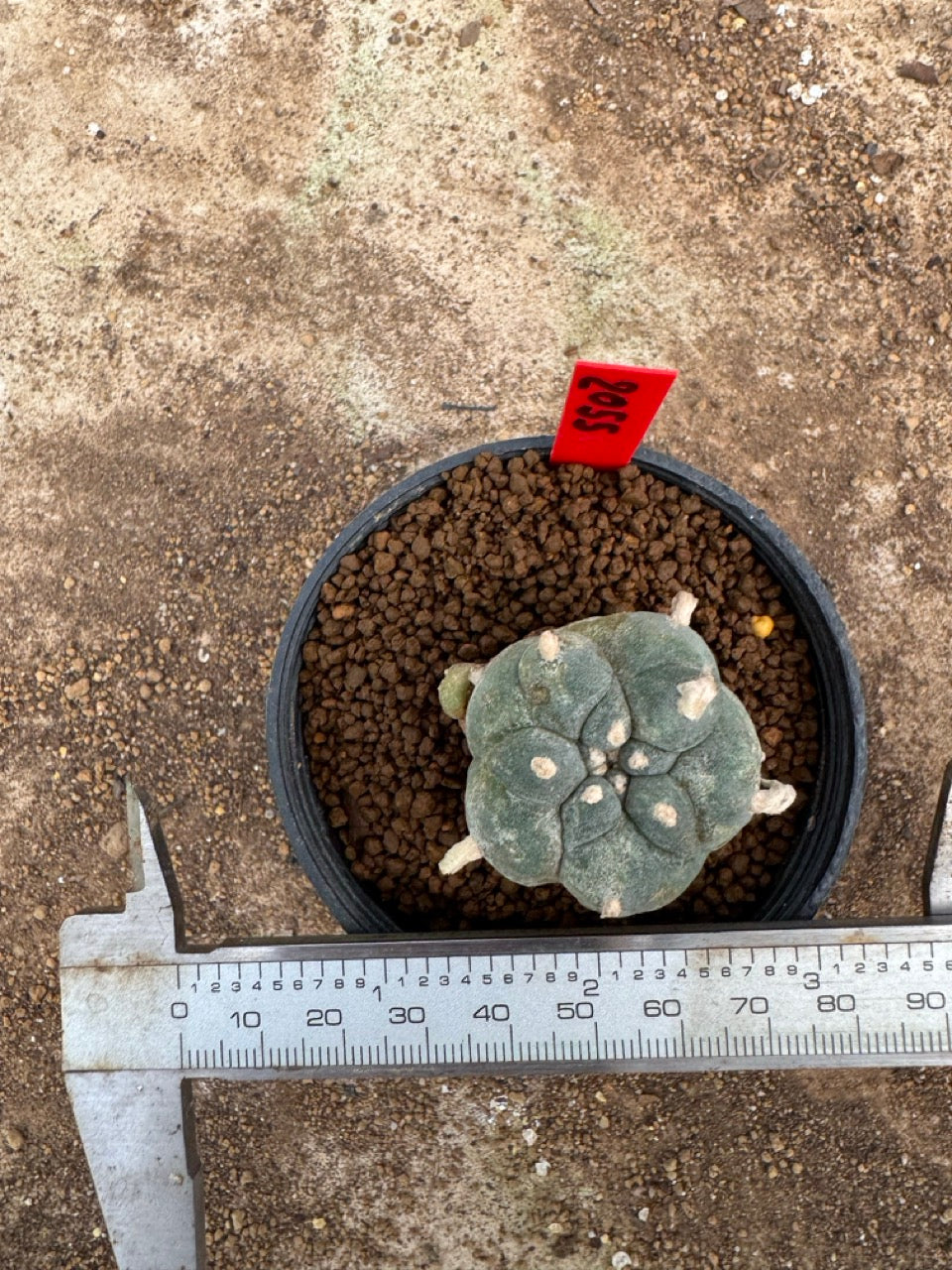 Lophophora williamsii – Peyote Cactus (3.5-5 cm, Own Root)