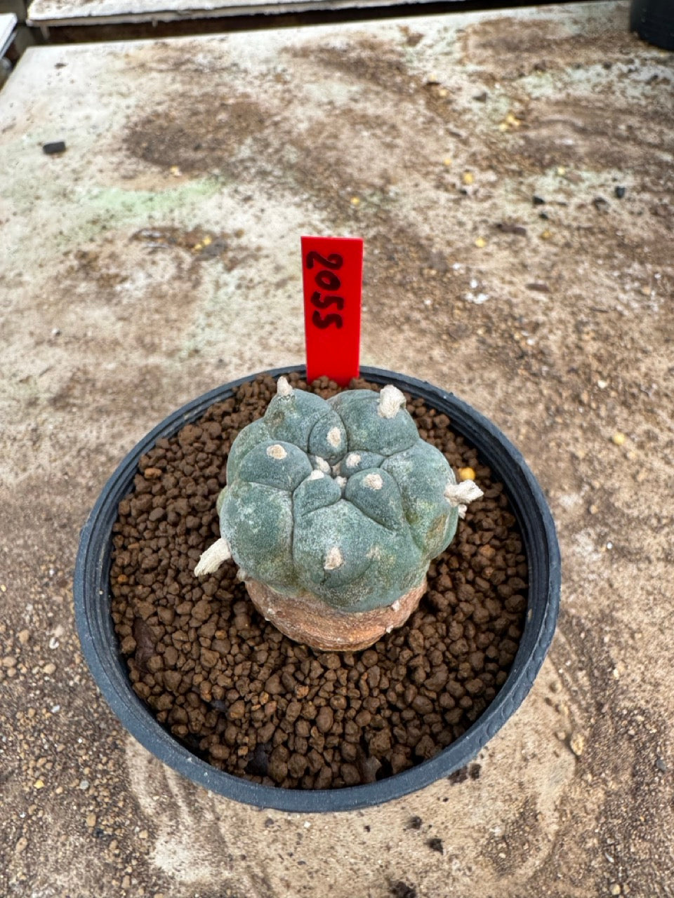 Lophophora williamsii – Peyote Cactus (3.5-5 cm, Own Root)