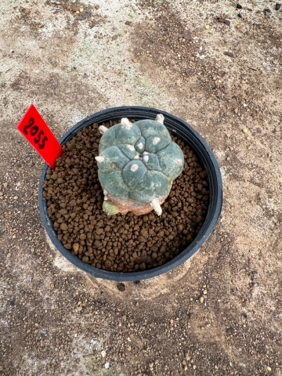 Lophophora williamsii – Peyote Cactus (3.5-5 cm, Own Root)