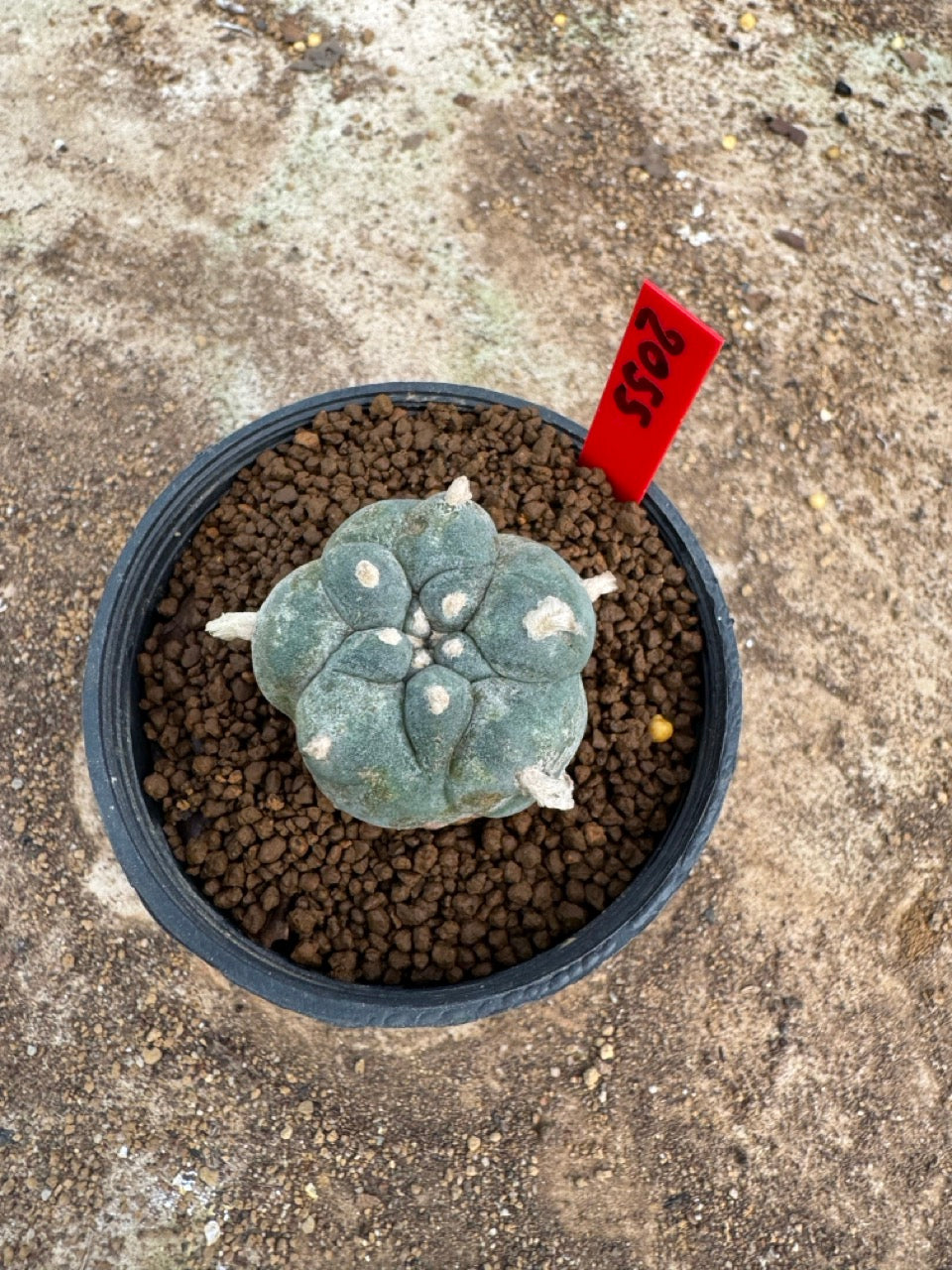 Lophophora williamsii – Peyote Cactus (3.5-5 cm, Own Root)