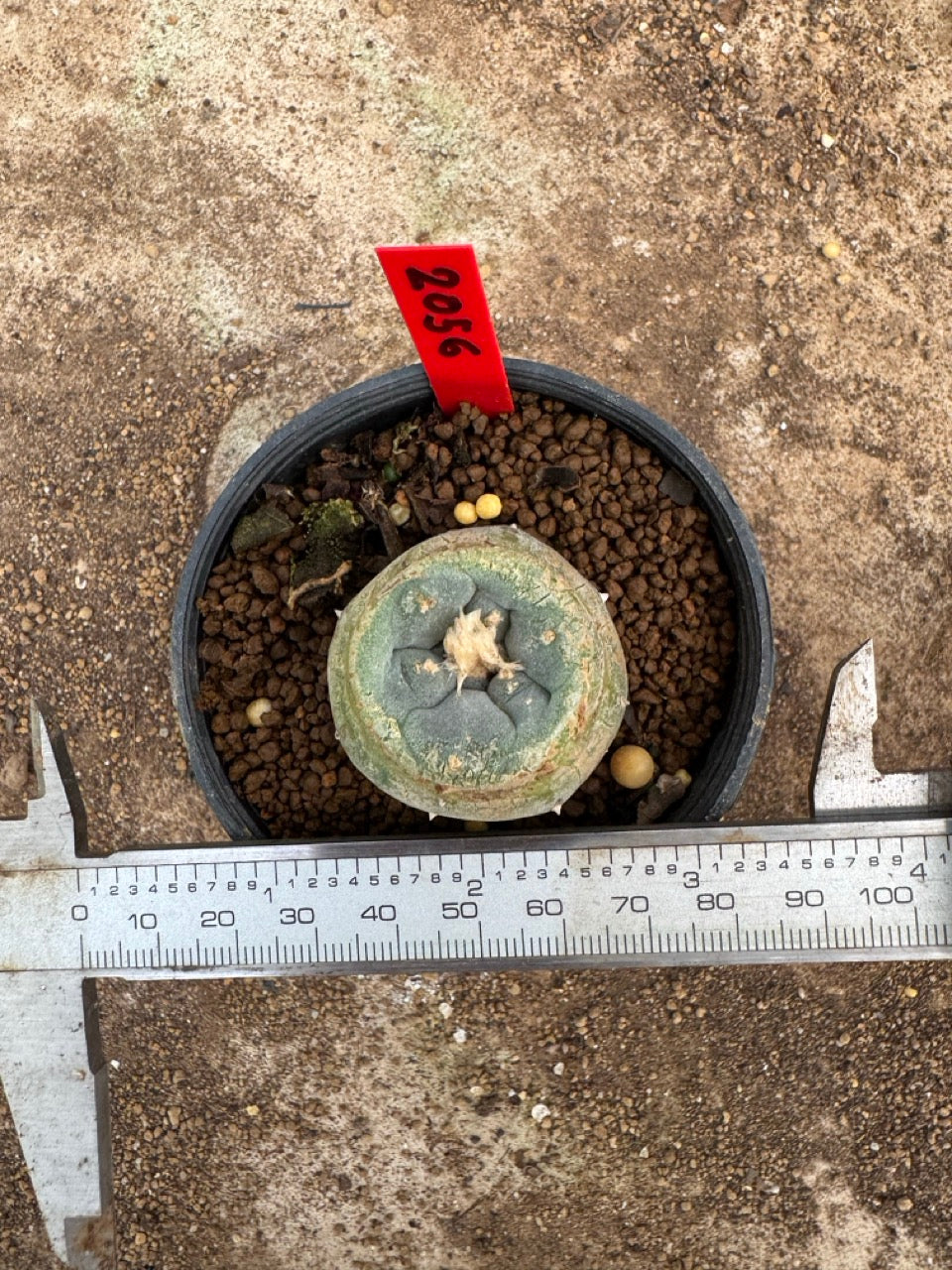 Lophophora williamsii – Peyote Cactus (3.5-5 cm, Own Root)