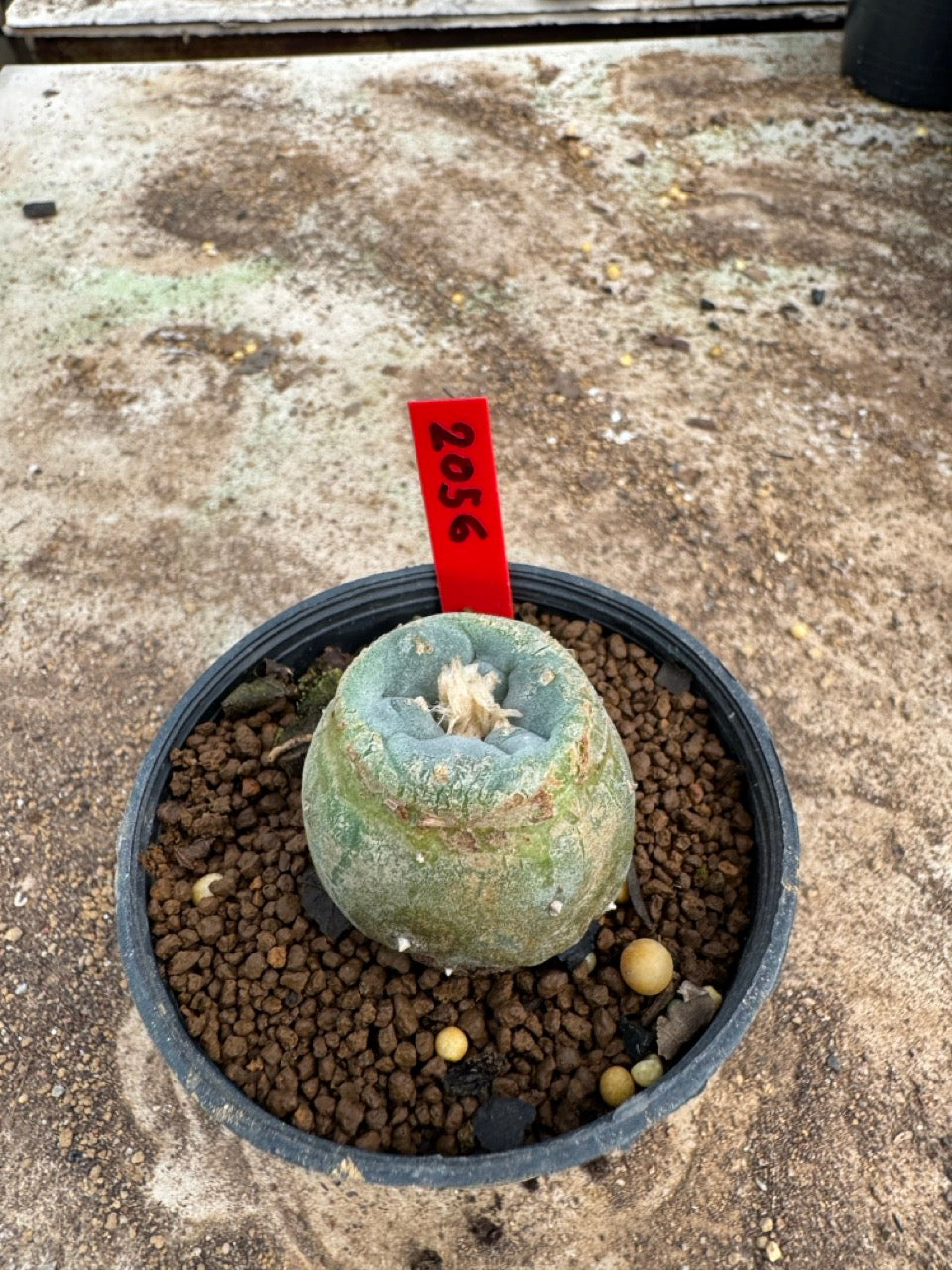 Lophophora williamsii – Peyote Cactus (3.5-5 cm, Own Root)