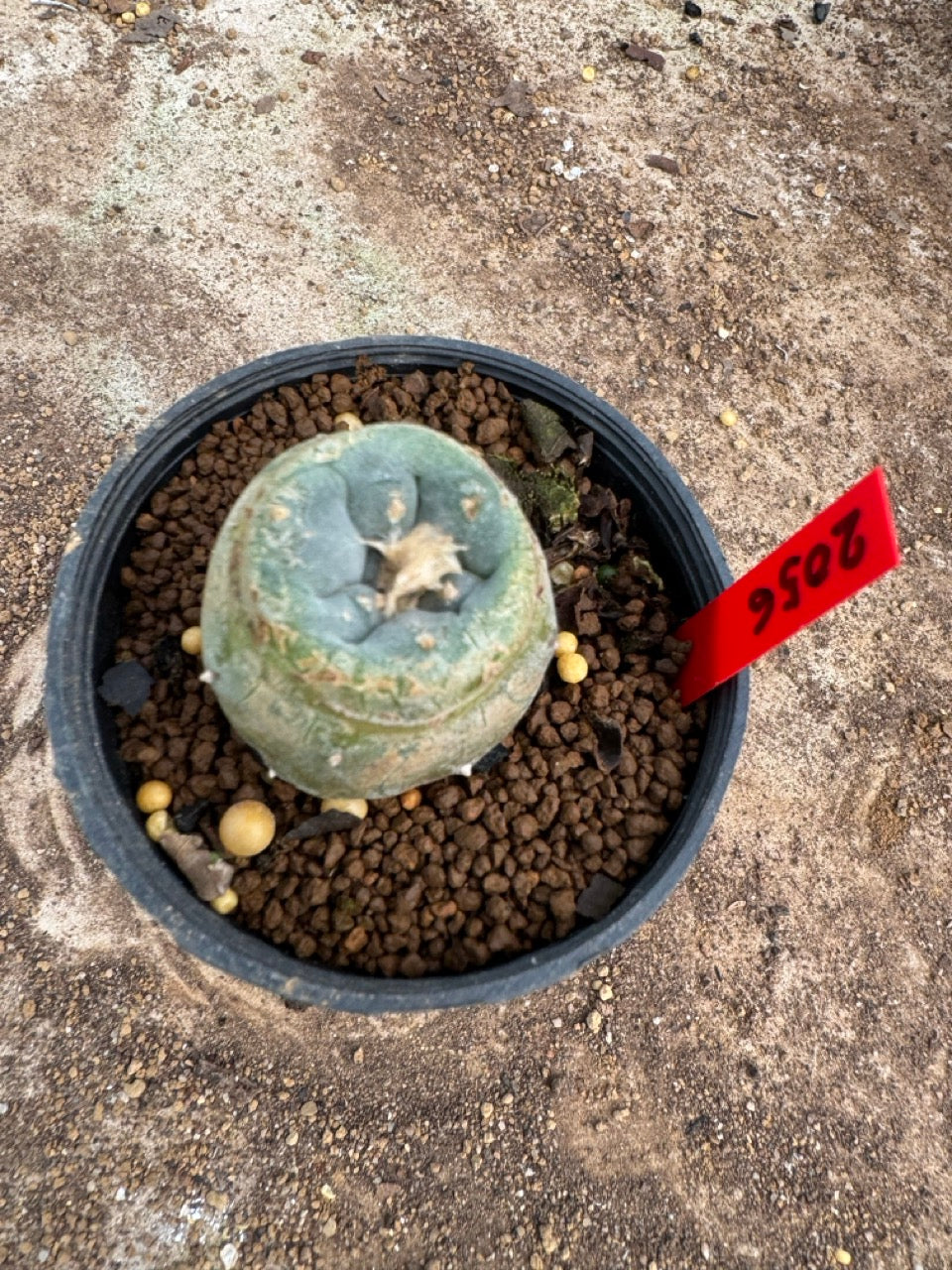 Lophophora williamsii – Peyote Cactus (3.5-5 cm, Own Root)