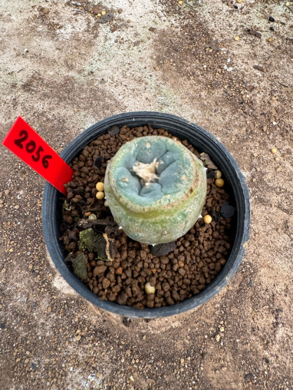 Lophophora williamsii – Peyote Cactus (3.5-5 cm, Own Root)