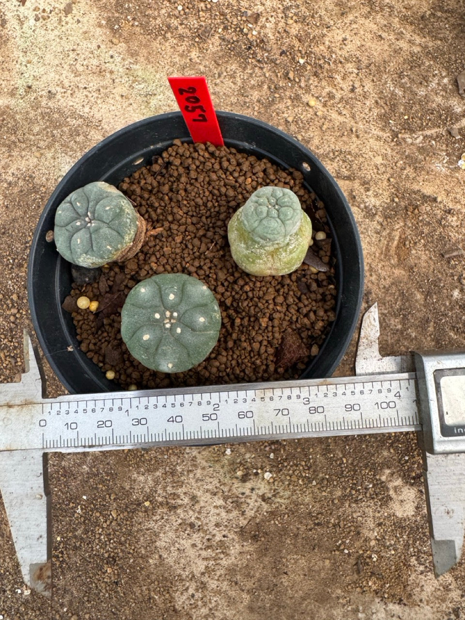 Lophophora williamsii – Peyote Cactus (3.5-5 cm, Own Root)