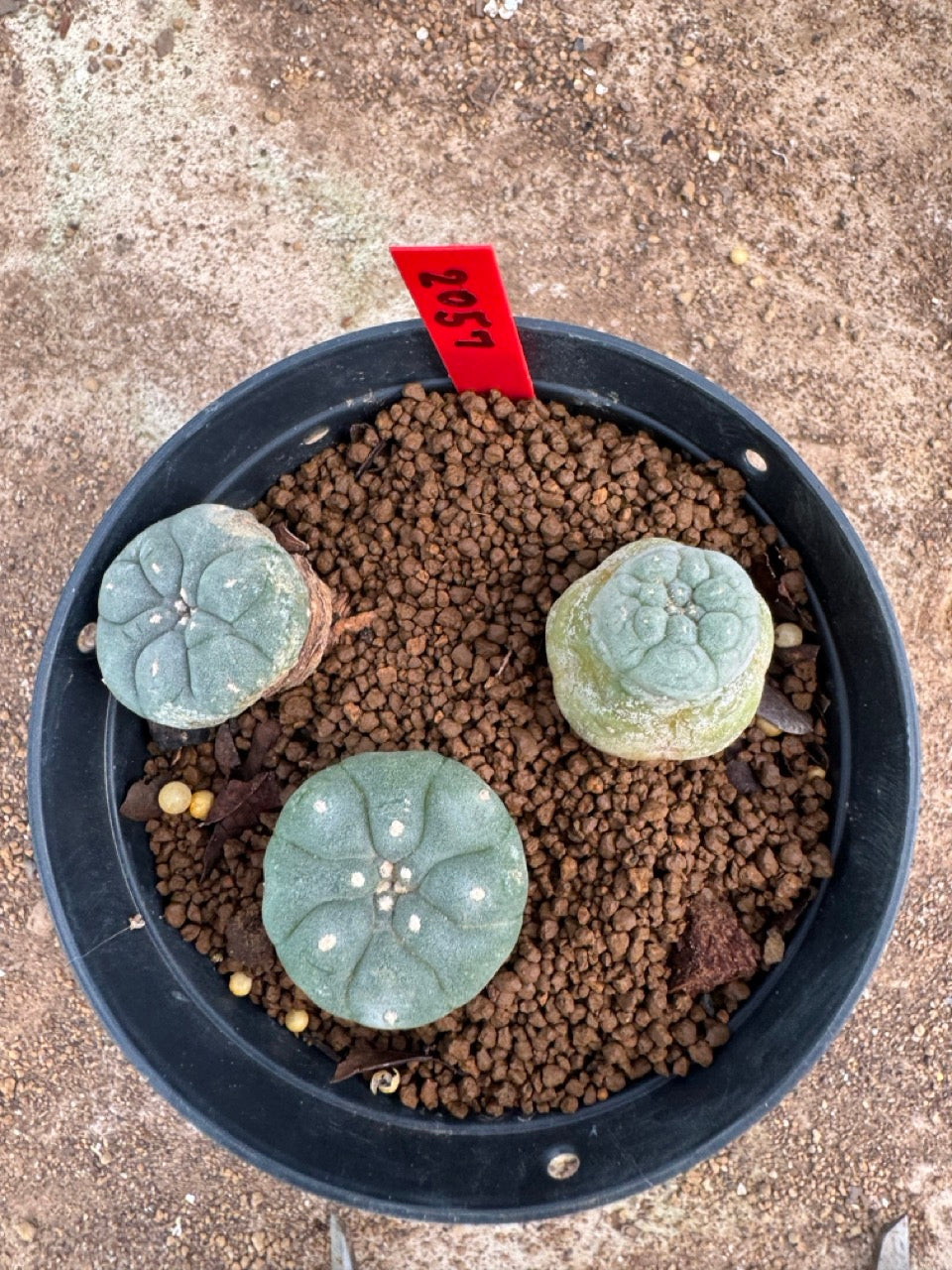 Lophophora williamsii – Peyote Cactus (3.5-5 cm, Own Root)