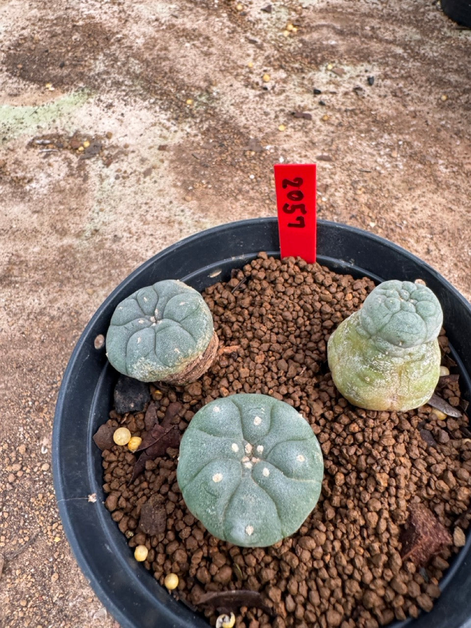 Lophophora williamsii – Peyote Cactus (3.5-5 cm, Own Root)