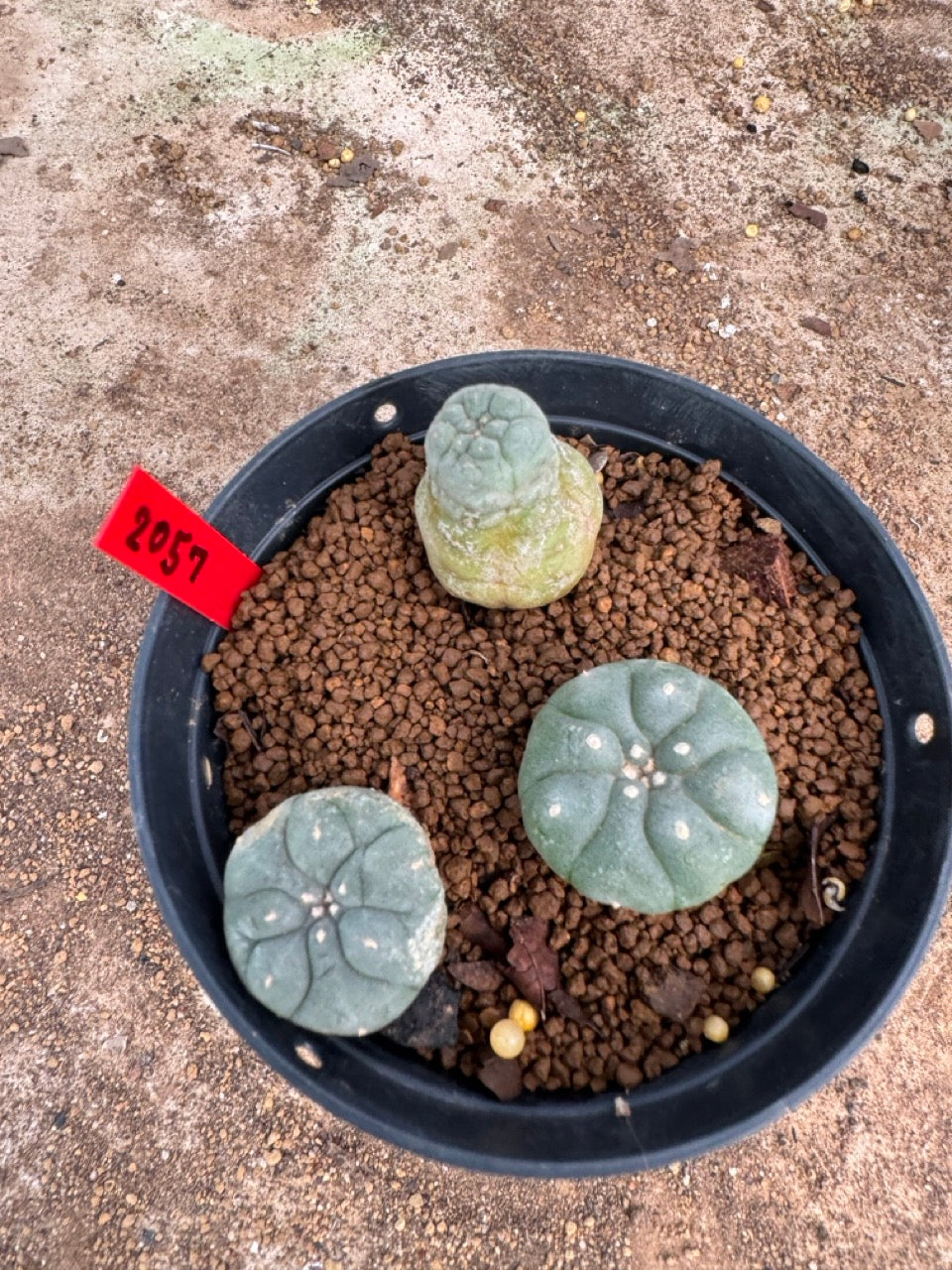 Lophophora williamsii – Peyote Cactus (3.5-5 cm, Own Root)