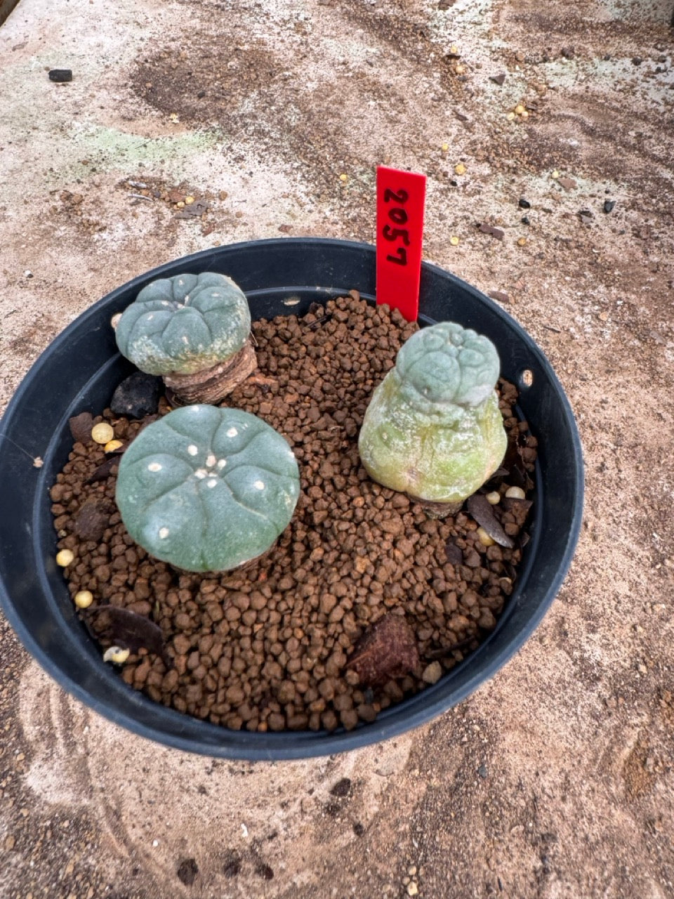 Lophophora williamsii – Peyote Cactus (3.5-5 cm, Own Root)