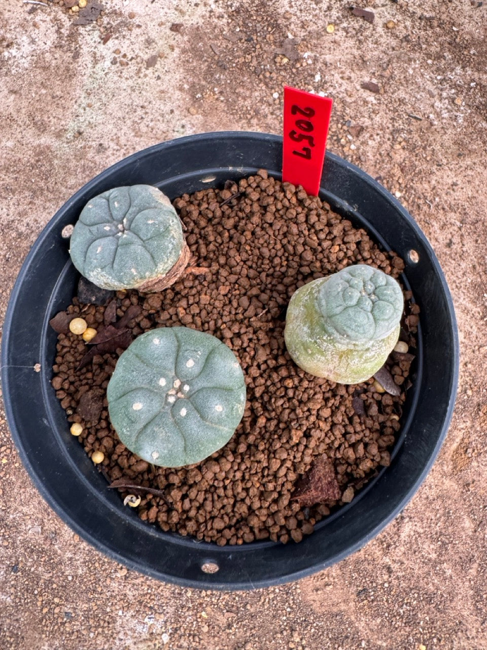 Lophophora williamsii – Peyote Cactus (3.5-5 cm, Own Root)