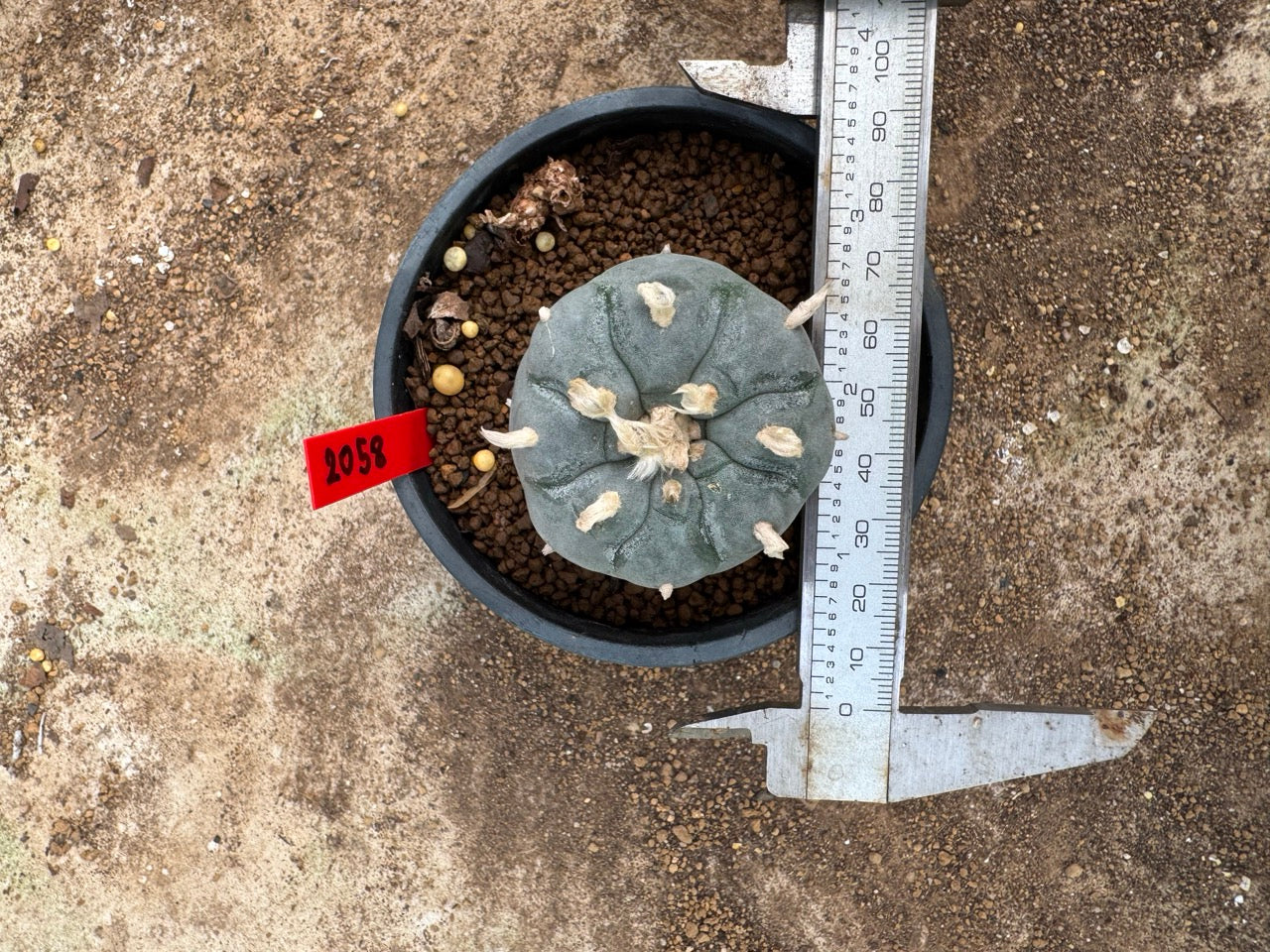 Lophophora williamsii – Peyote Cactus (4-5 cm, Own Root)
